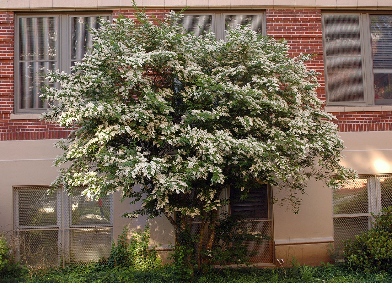 Privet (Ligustrum sinense, Ligustrum japonicum)